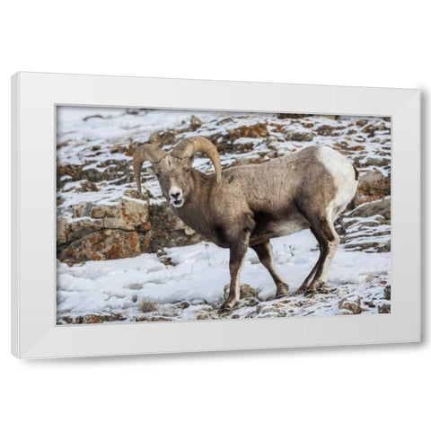 Wyoming, Yellowstone NP Bighorn sheep in snow White Modern Wood Framed Art Print by Illg, Cathy and Gordon