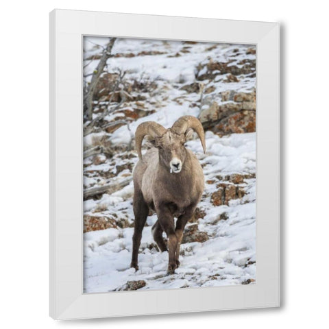 Wyoming, Yellowstone NP Bighorn sheep in snow White Modern Wood Framed Art Print by Illg, Cathy and Gordon