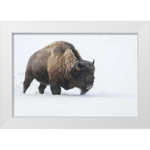 Wyoming, Yellowstone NP Bison walking in snow White Modern Wood Framed Art Print by Illg, Cathy and Gordon