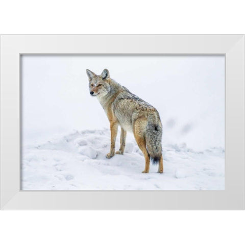 Wyoming, Yellowstone NP Coyote on alert in snow White Modern Wood Framed Art Print by Illg, Cathy and Gordon