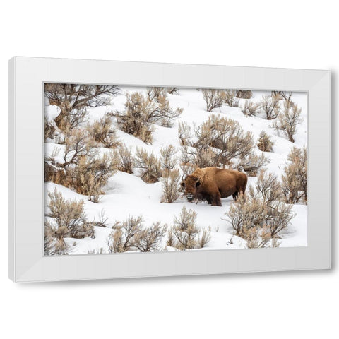Wyoming-Yellowstone National Park Bison in snow White Modern Wood Framed Art Print by Jaynes Gallery