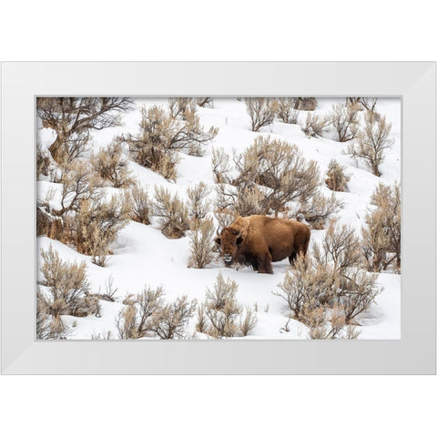 Wyoming-Yellowstone National Park Bison in snow White Modern Wood Framed Art Print by Jaynes Gallery