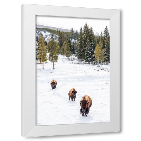 Wyoming-Yellowstone National Park Bison walking in snow White Modern Wood Framed Art Print by Jaynes Gallery