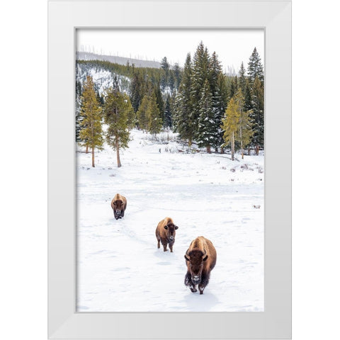 Wyoming-Yellowstone National Park Bison walking in snow White Modern Wood Framed Art Print by Jaynes Gallery
