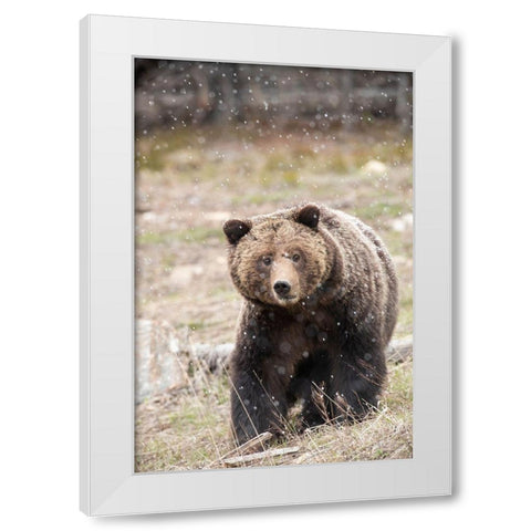 close-up Grizzly bear sow in spring snowfall White Modern Wood Framed Art Print by Jaynes Gallery