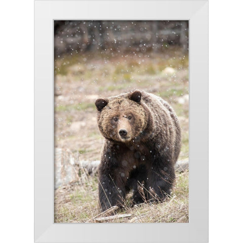 close-up Grizzly bear sow in spring snowfall White Modern Wood Framed Art Print by Jaynes Gallery