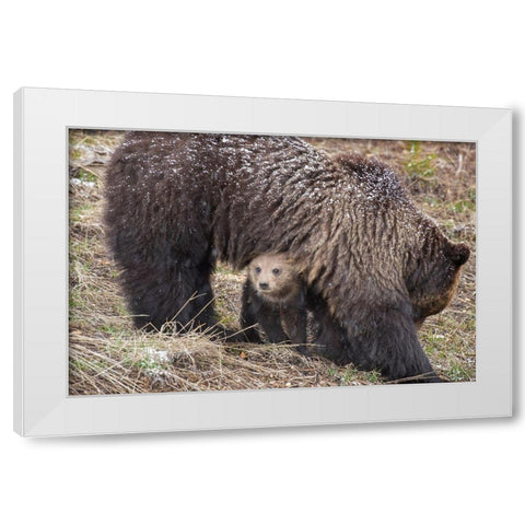 Wyoming-Yellowstone National Park Grizzly bear cub sheltering under mother White Modern Wood Framed Art Print by Jaynes Gallery