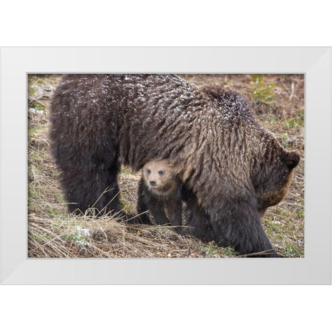 Wyoming-Yellowstone National Park Grizzly bear cub sheltering under mother White Modern Wood Framed Art Print by Jaynes Gallery
