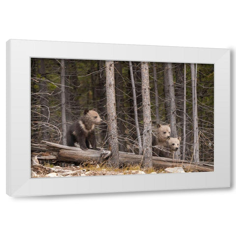 Wyoming-Yellowstone National Park Three grizzly bear cubs White Modern Wood Framed Art Print by Jaynes Gallery