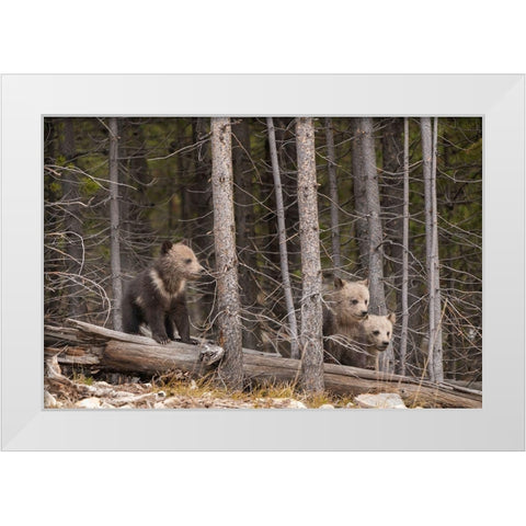 Wyoming-Yellowstone National Park Three grizzly bear cubs White Modern Wood Framed Art Print by Jaynes Gallery