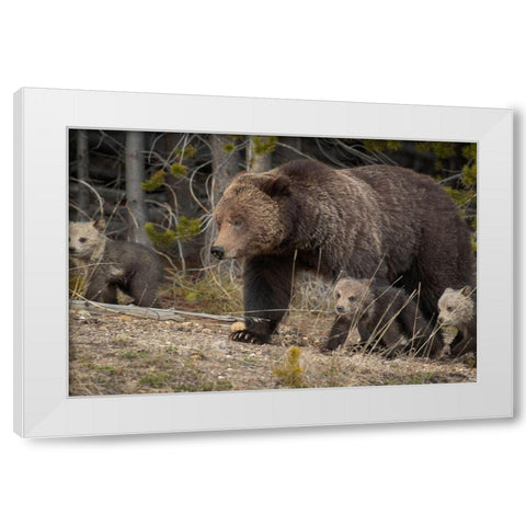 Wyoming-Yellowstone National Park Grizzly bear sow with cubs in spring White Modern Wood Framed Art Print by Jaynes Gallery