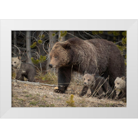 Wyoming-Yellowstone National Park Grizzly bear sow with cubs in spring White Modern Wood Framed Art Print by Jaynes Gallery