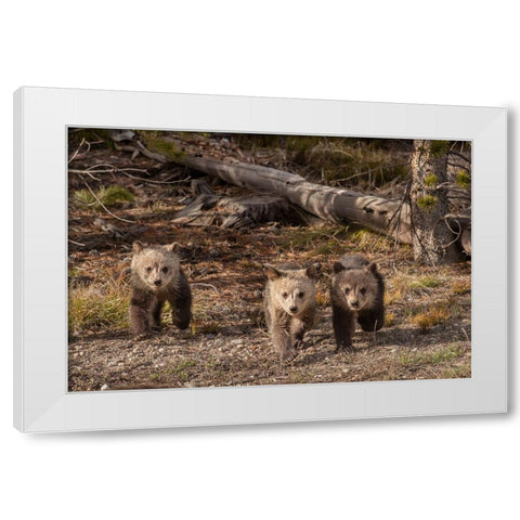 Wyoming-Yellowstone National Park Three grizzly bear cubs White Modern Wood Framed Art Print by Jaynes Gallery