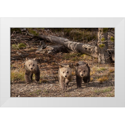 Wyoming-Yellowstone National Park Three grizzly bear cubs White Modern Wood Framed Art Print by Jaynes Gallery