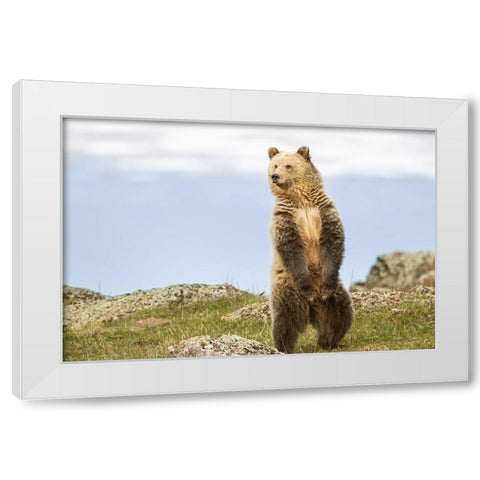 Wyoming-Yellowstone National Park Grizzly bear sniffing air while standing White Modern Wood Framed Art Print by Jaynes Gallery