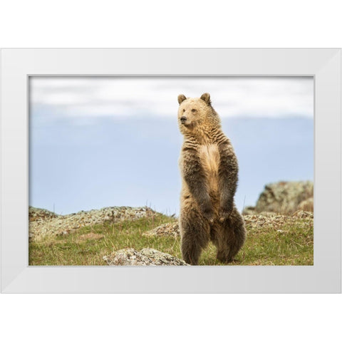 Wyoming-Yellowstone National Park Grizzly bear sniffing air while standing White Modern Wood Framed Art Print by Jaynes Gallery