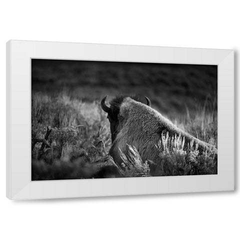 Wyoming-Yellowstone National Park Bison resting at sunset White Modern Wood Framed Art Print by Jaynes Gallery