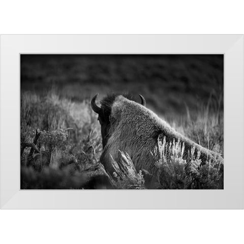 Wyoming-Yellowstone National Park Bison resting at sunset White Modern Wood Framed Art Print by Jaynes Gallery