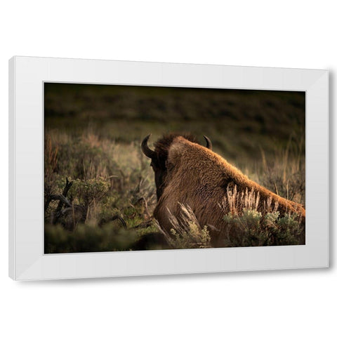 Wyoming-Yellowstone National Park Bison resting at sunset White Modern Wood Framed Art Print by Jaynes Gallery