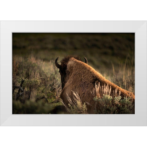 Wyoming-Yellowstone National Park Bison resting at sunset White Modern Wood Framed Art Print by Jaynes Gallery