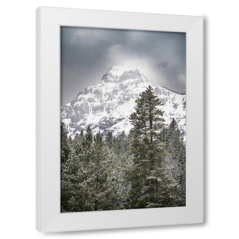 Wyoming-Yellowstone National Park Spring snow storm on mountain White Modern Wood Framed Art Print by Jaynes Gallery