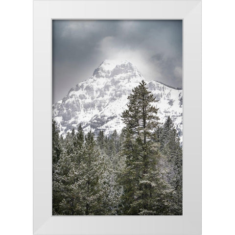 Wyoming-Yellowstone National Park Spring snow storm on mountain White Modern Wood Framed Art Print by Jaynes Gallery
