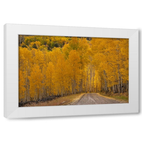 USA-Wyoming-Grand Teton National Park Road through fall aspen trees White Modern Wood Framed Art Print by Jaynes Gallery