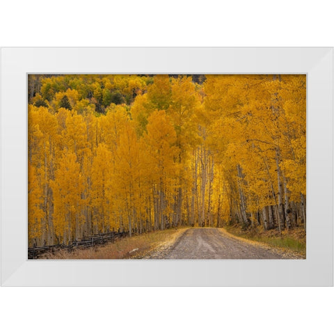 USA-Wyoming-Grand Teton National Park Road through fall aspen trees White Modern Wood Framed Art Print by Jaynes Gallery