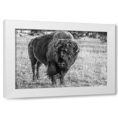 USA-Wyoming-Yellowstone National Park-Upper Geyser Basin-Lone male American bison-aka buffalo with White Modern Wood Framed Art Print by Hopkins, Cindy Miller