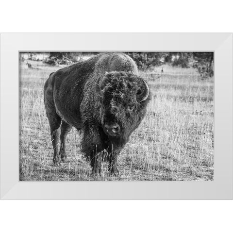 USA-Wyoming-Yellowstone National Park-Upper Geyser Basin-Lone male American bison-aka buffalo with White Modern Wood Framed Art Print by Hopkins, Cindy Miller