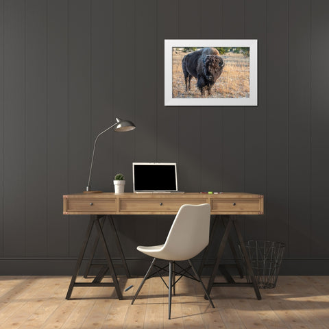 USA-Wyoming-Yellowstone National Park-Upper Geyser Basin-Lone male American bison-aka buffalo with White Modern Wood Framed Art Print by Hopkins, Cindy Miller