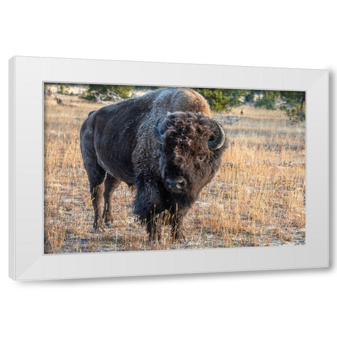USA-Wyoming-Yellowstone National Park-Upper Geyser Basin-Lone male American bison-aka buffalo with White Modern Wood Framed Art Print by Hopkins, Cindy Miller