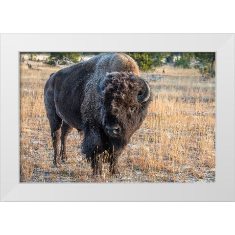 USA-Wyoming-Yellowstone National Park-Upper Geyser Basin-Lone male American bison-aka buffalo with White Modern Wood Framed Art Print by Hopkins, Cindy Miller