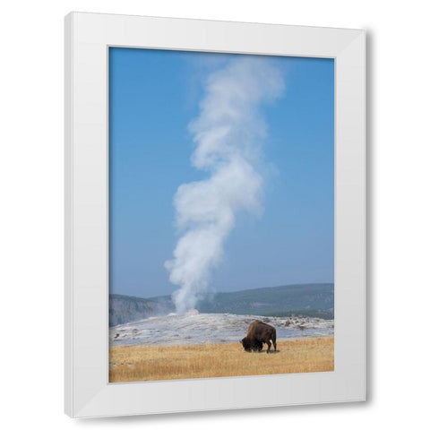 USA-Wyoming-Yellowstone National Park-Upper Geyser Basin-Lone male American bison-aka buffalo-in fr White Modern Wood Framed Art Print by Hopkins, Cindy Miller