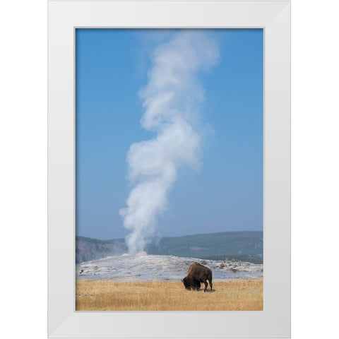 USA-Wyoming-Yellowstone National Park-Upper Geyser Basin-Lone male American bison-aka buffalo-in fr White Modern Wood Framed Art Print by Hopkins, Cindy Miller