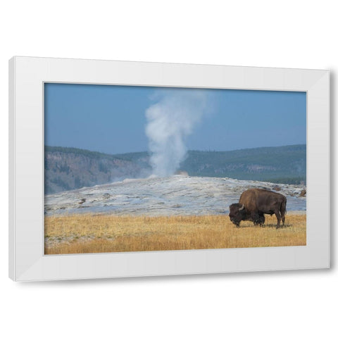 USA-Wyoming-Yellowstone National Park-Upper Geyser Basin-Lone male American bison-aka buffalo-in fr White Modern Wood Framed Art Print by Hopkins, Cindy Miller