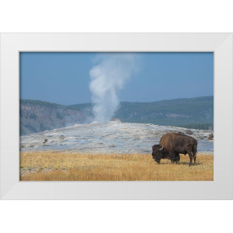 USA-Wyoming-Yellowstone National Park-Upper Geyser Basin-Lone male American bison-aka buffalo-in fr White Modern Wood Framed Art Print by Hopkins, Cindy Miller