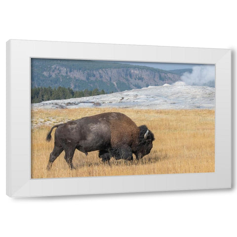 USA-Wyoming-Yellowstone National Park-Upper Geyser Basin-Lone male American bison-aka buffalo-in fr White Modern Wood Framed Art Print by Hopkins, Cindy Miller