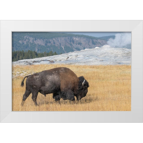 USA-Wyoming-Yellowstone National Park-Upper Geyser Basin-Lone male American bison-aka buffalo-in fr White Modern Wood Framed Art Print by Hopkins, Cindy Miller