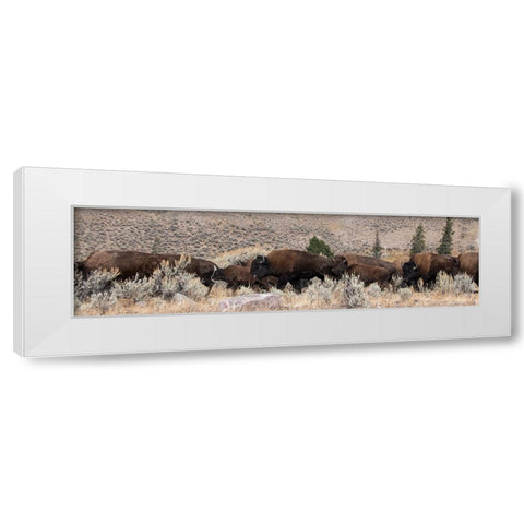 USA-Wyoming-Yellowstone National Park-Lamar Valley-Herd of American bison White Modern Wood Framed Art Print by Hopkins, Cindy Miller