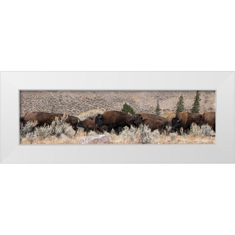USA-Wyoming-Yellowstone National Park-Lamar Valley-Herd of American bison White Modern Wood Framed Art Print by Hopkins, Cindy Miller