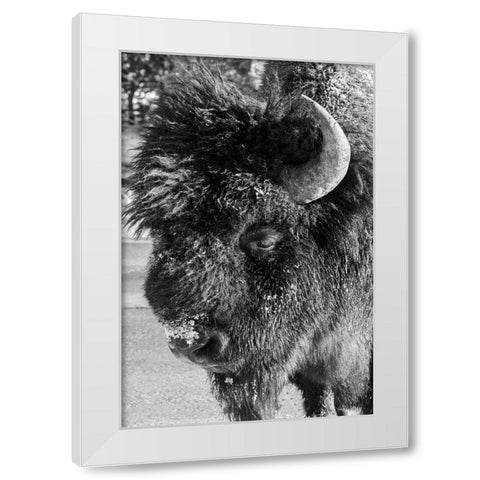 USA-Wyoming-Yellowstone National Park-Lone male American bison-aka buffalo with frost on face-Head White Modern Wood Framed Art Print by Hopkins, Cindy Miller