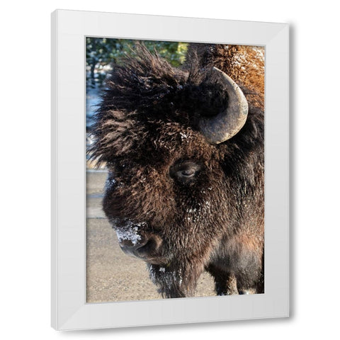 USA-Wyoming-Yellowstone National Park-Lone male American bison-aka buffalo with frost on face-Head White Modern Wood Framed Art Print by Hopkins, Cindy Miller