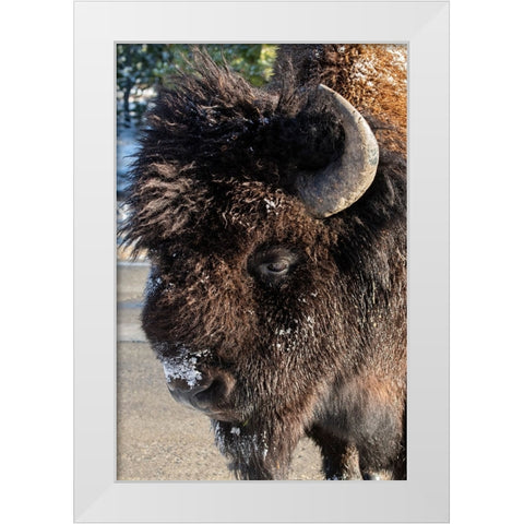 USA-Wyoming-Yellowstone National Park-Lone male American bison-aka buffalo with frost on face-Head White Modern Wood Framed Art Print by Hopkins, Cindy Miller