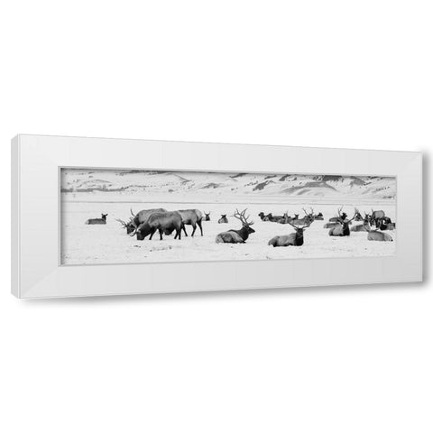 USA-Wyoming-Tetons National Park-National Elk Refuge Large elk herd in winter White Modern Wood Framed Art Print by Hopkins, Cindy Miller
