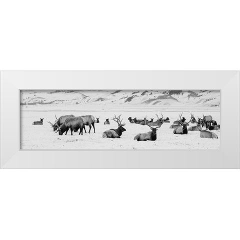USA-Wyoming-Tetons National Park-National Elk Refuge Large elk herd in winter White Modern Wood Framed Art Print by Hopkins, Cindy Miller