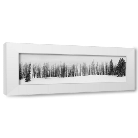 USA-Wyoming-Yellowstone National Park Winter line of trees White Modern Wood Framed Art Print by Hopkins, Cindy Miller