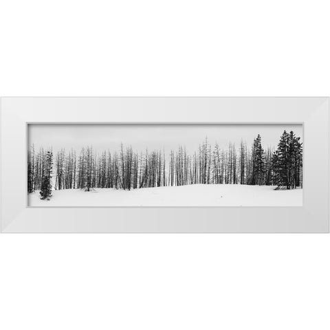 USA-Wyoming-Yellowstone National Park Winter line of trees White Modern Wood Framed Art Print by Hopkins, Cindy Miller