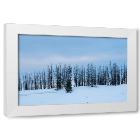 USA-Wyoming-Yellowstone National Park Winter line of trees White Modern Wood Framed Art Print by Hopkins, Cindy Miller