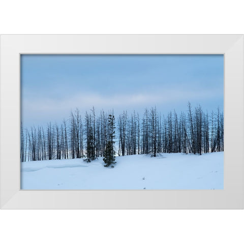 USA-Wyoming-Yellowstone National Park Winter line of trees White Modern Wood Framed Art Print by Hopkins, Cindy Miller